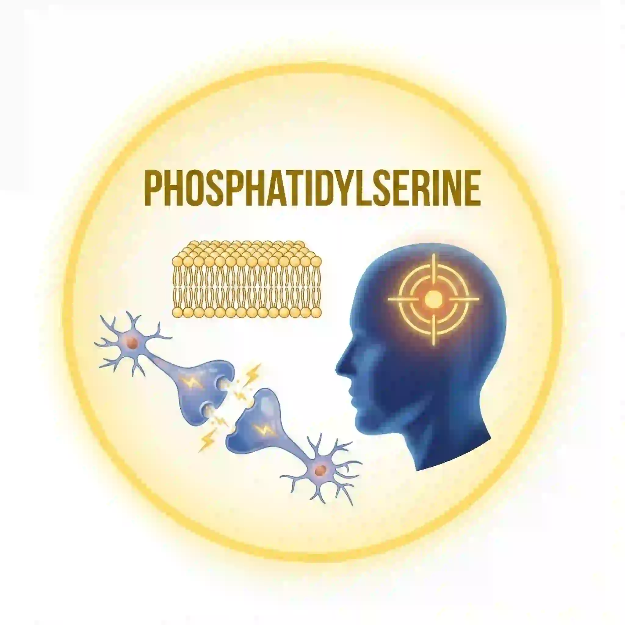 Phosphatidylserine Brain Savior ingredient illustration for brain cell membrane support